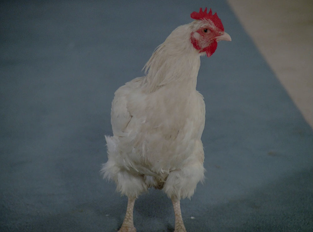 Chicken (TNG 144)