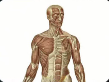 Human anatomy (TOS01)