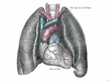 Human heart and lungs (TOS01)