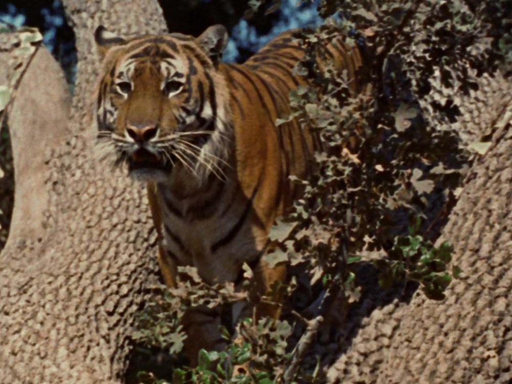 A tiger (TOS17)