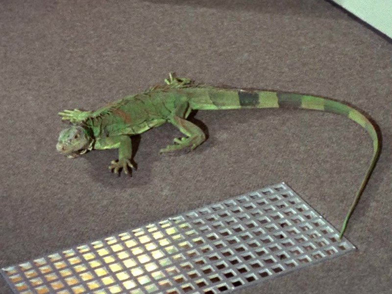 An iguana (TOS 07)